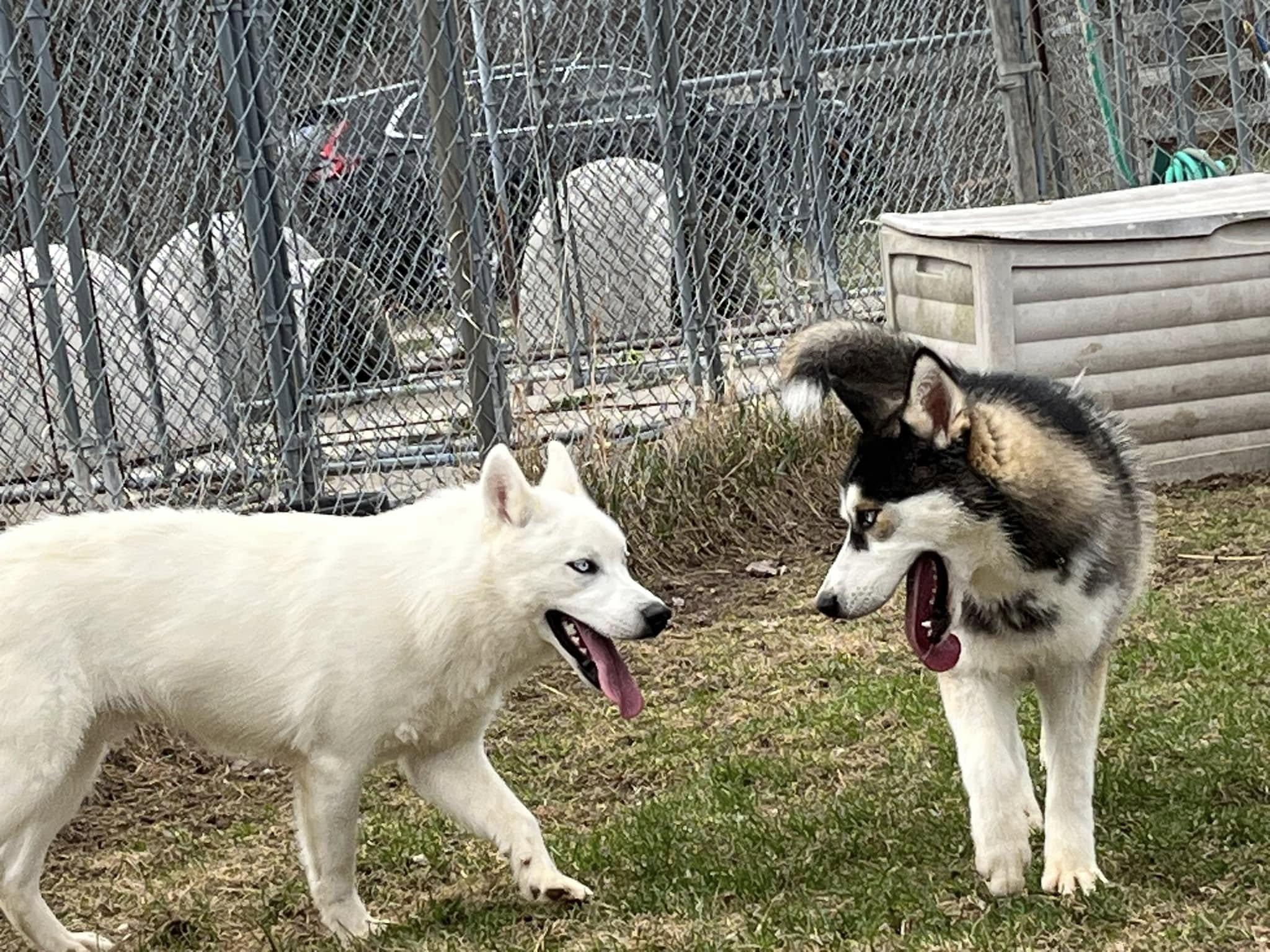 Enlarge Snow, a Adopted Siberian Husky in Harvard, IL image 2/5