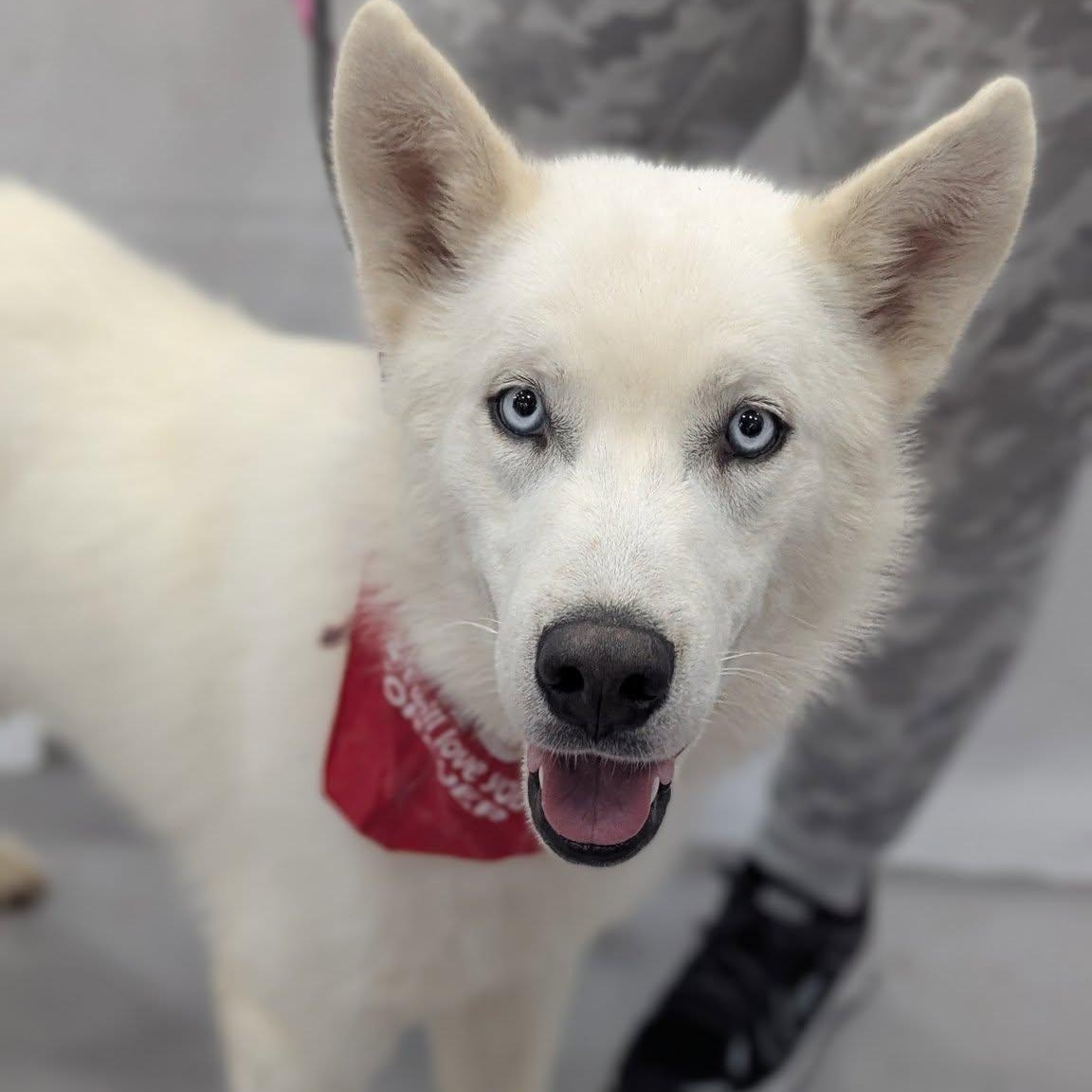 Enlarge Snow, a Adopted Siberian Husky in Harvard, IL image 3/5