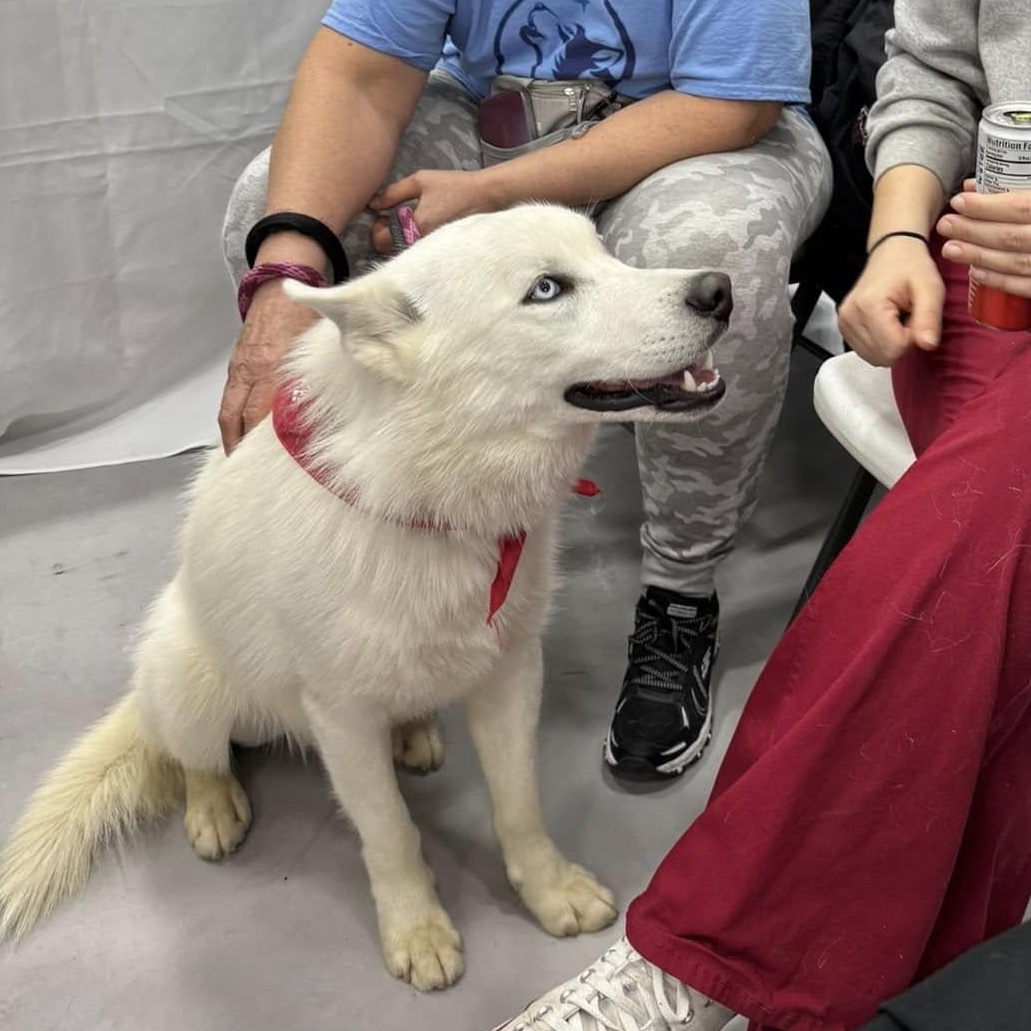 Enlarge Snow, a Adopted Siberian Husky in Harvard, IL image 4/5