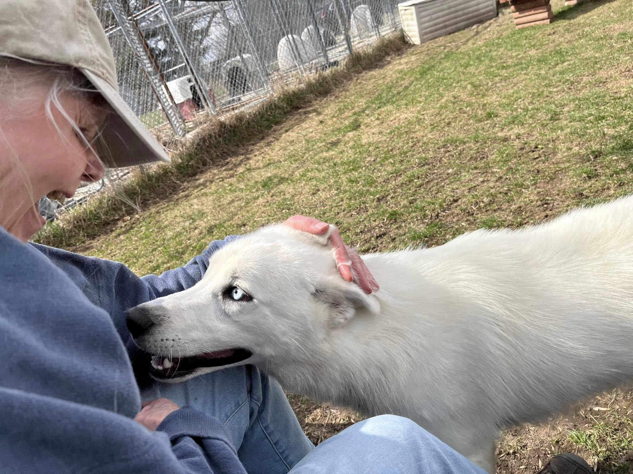 Enlarge Snow, a Adopted Siberian Husky in Harvard, IL image 5/5