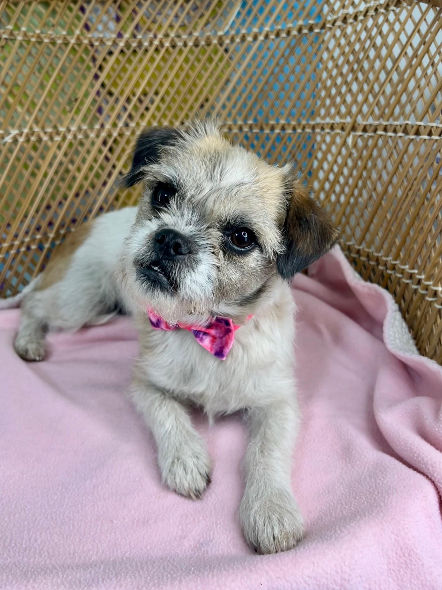 Enlarge Paisley (ADOPTION PENDING), a Adopted mixed breed in Yakima, WA image 1/4