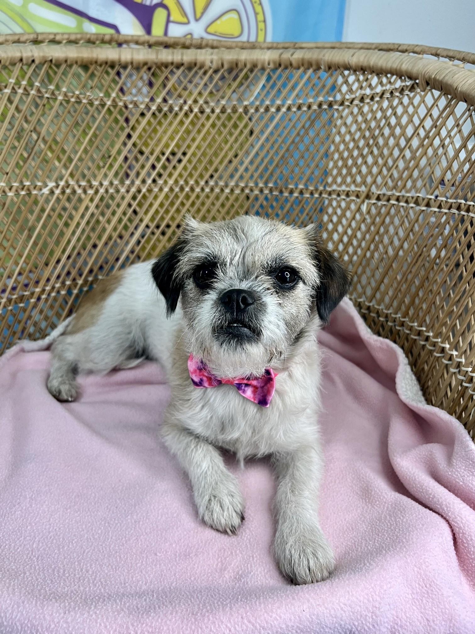Enlarge Paisley (ADOPTION PENDING), a Adopted mixed breed in Yakima, WA image 4/4