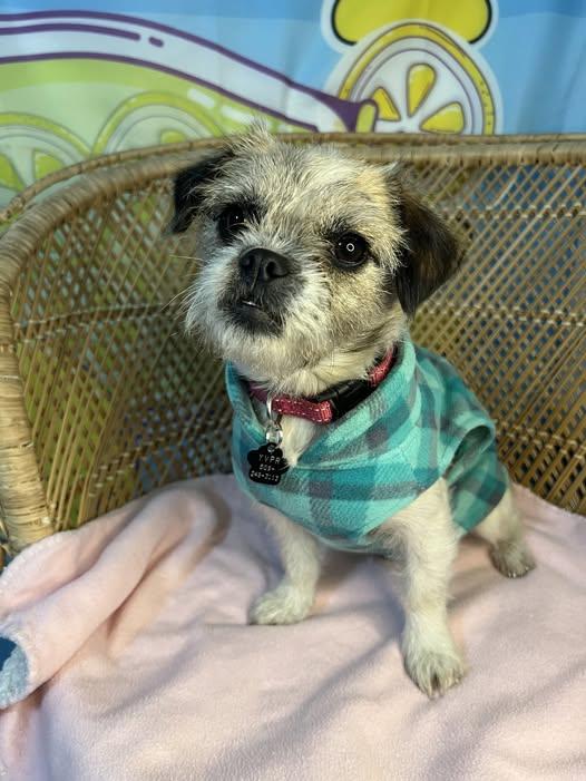 Enlarge Paisley (ADOPTION PENDING), a Adopted mixed breed in Yakima, WA image 3/4