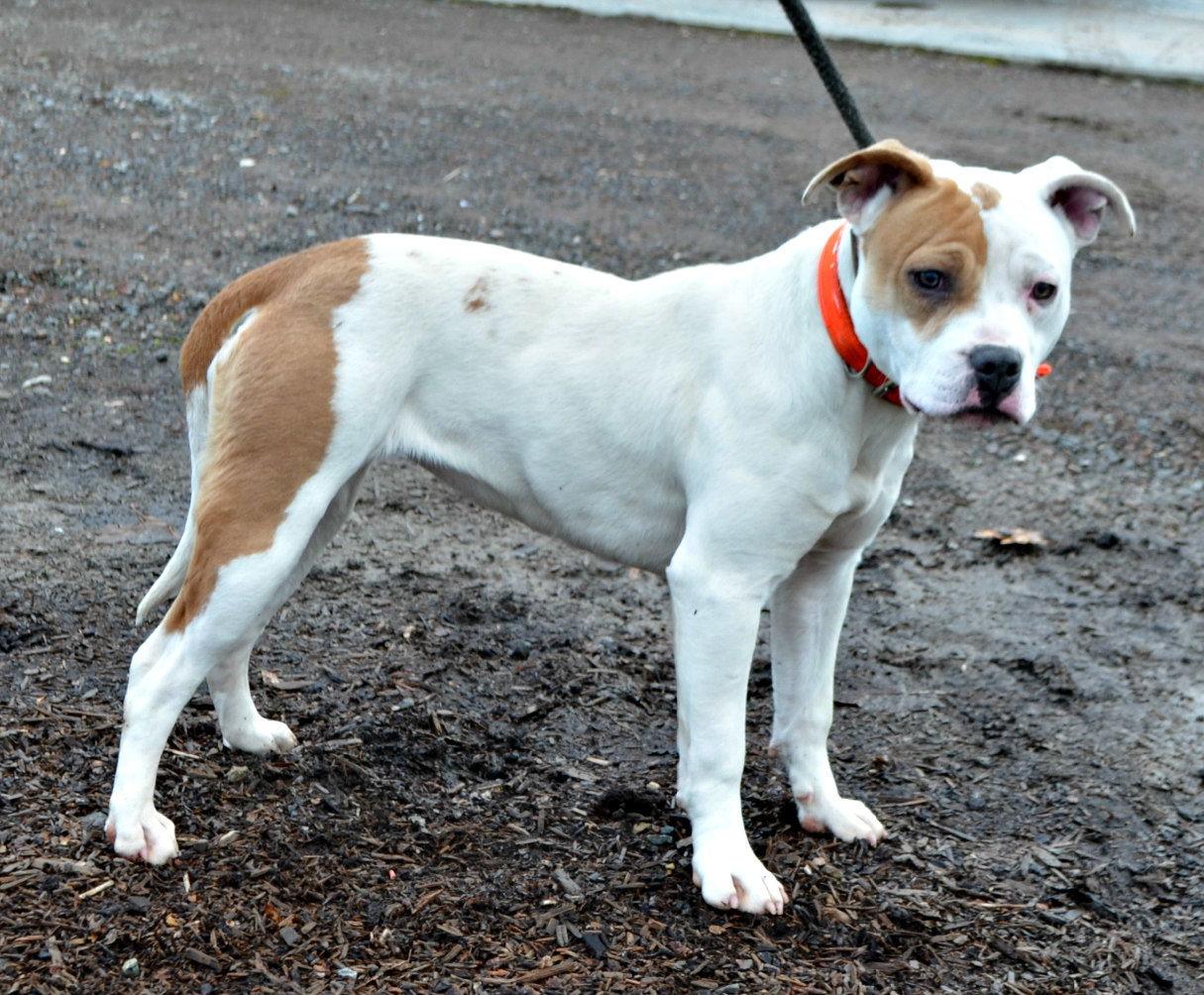 Lu, Adopted, Young Female Pit Bull Terrier.