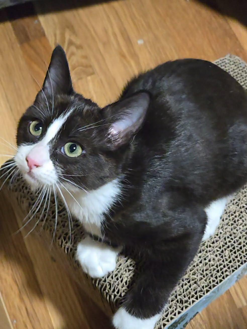 Enlarge Crumpet, a Adoptable mixed breed in West Richland, WA image 4/6