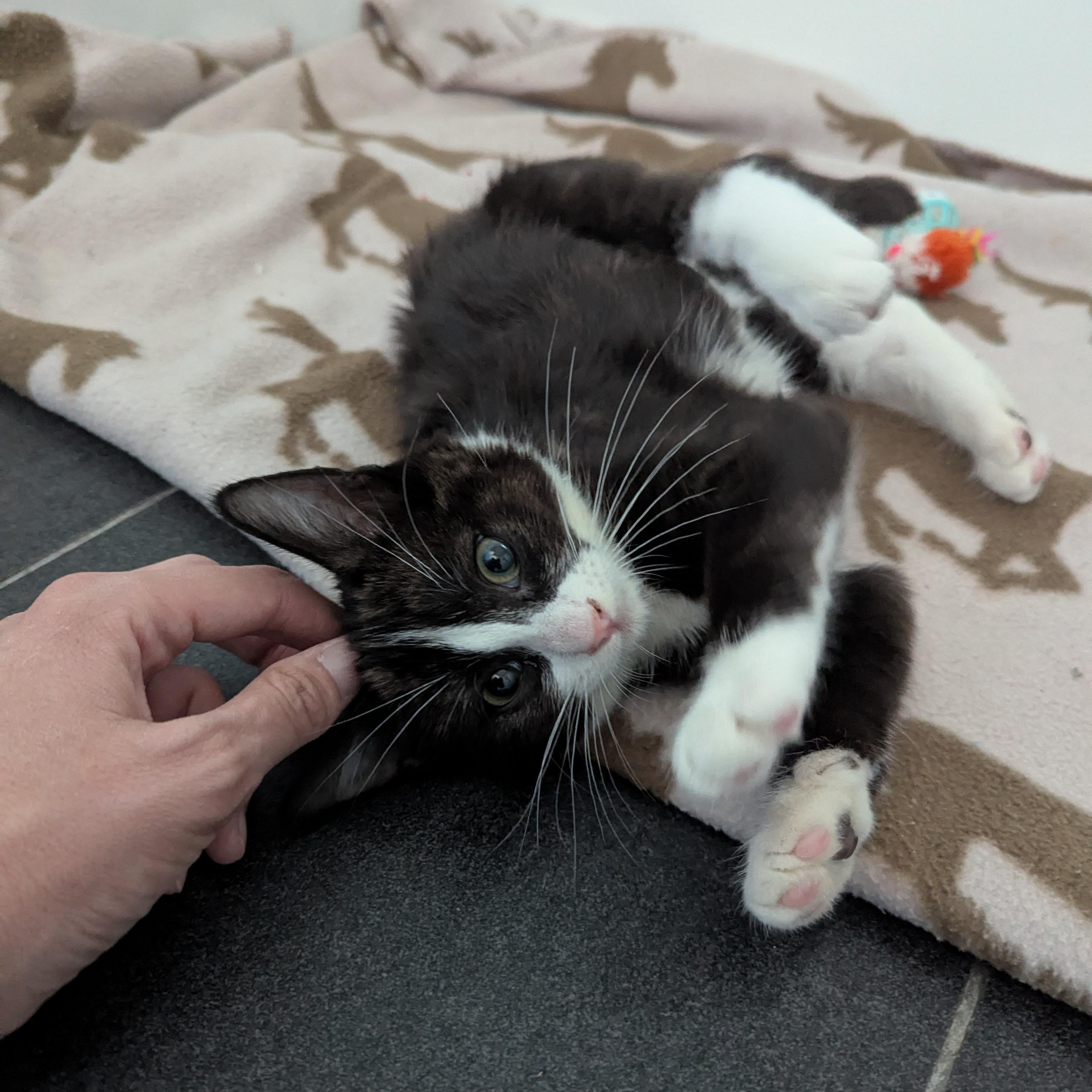 Crumpet, adoptable, Kitten Female Domestic Short Hair.