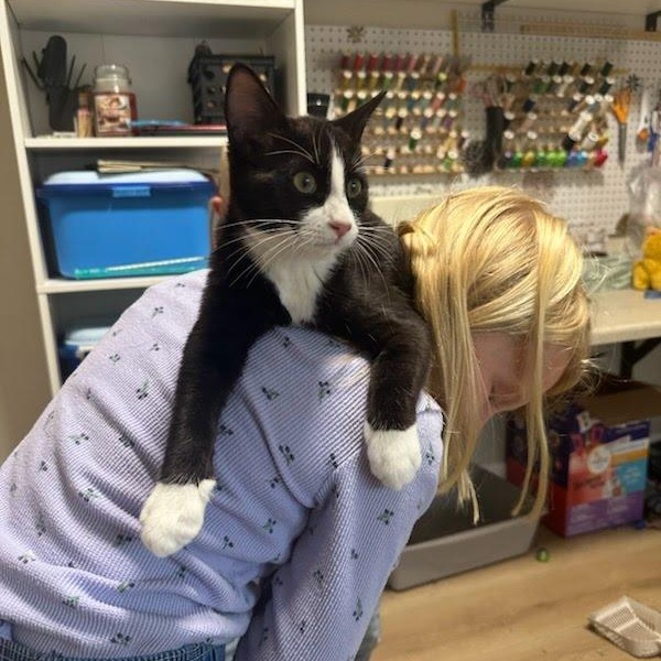 Crumpet, Adoptable, Kitten Female Domestic Short Hair.