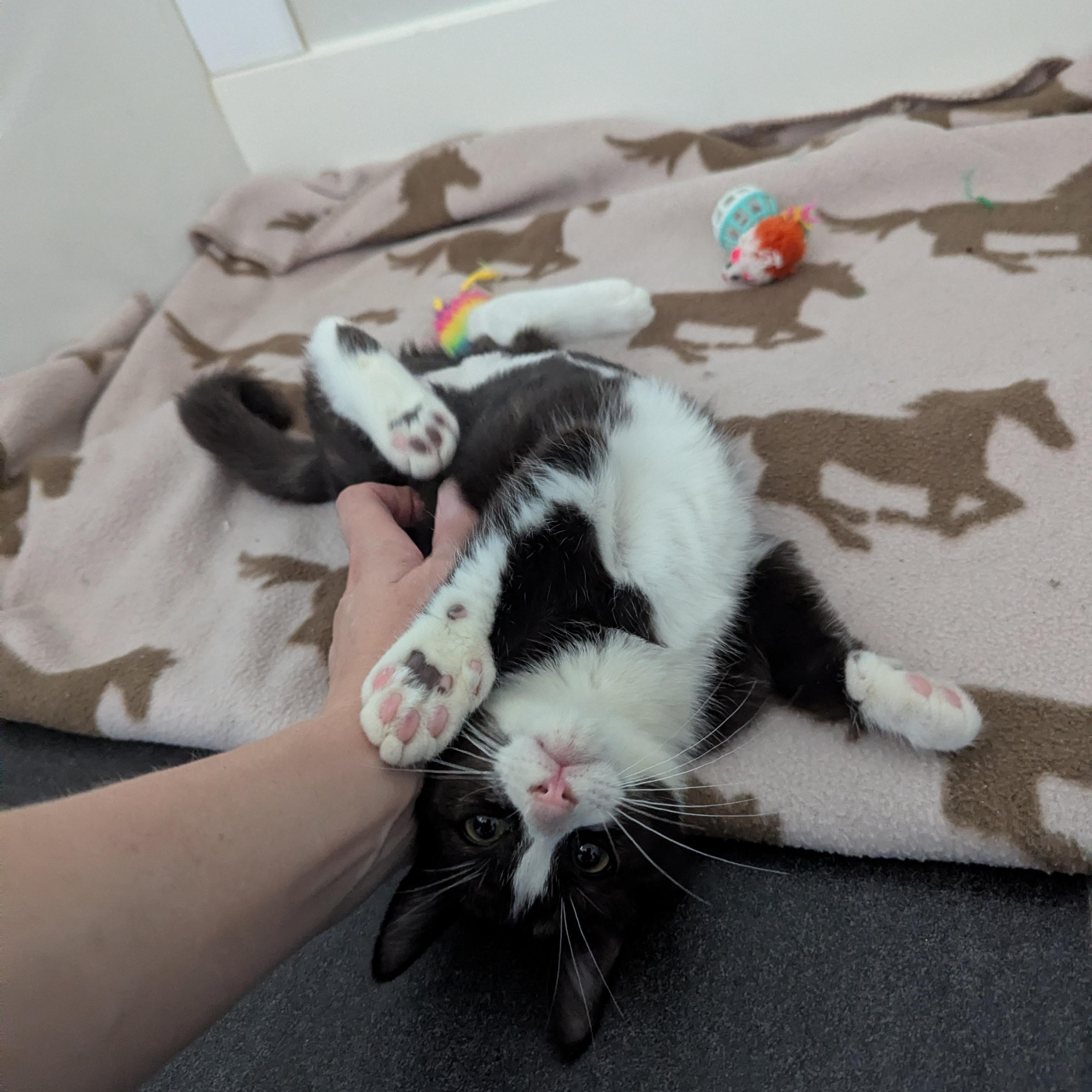 Crumpet, an adoptable mixed breed in West Richland, WA image 4/6