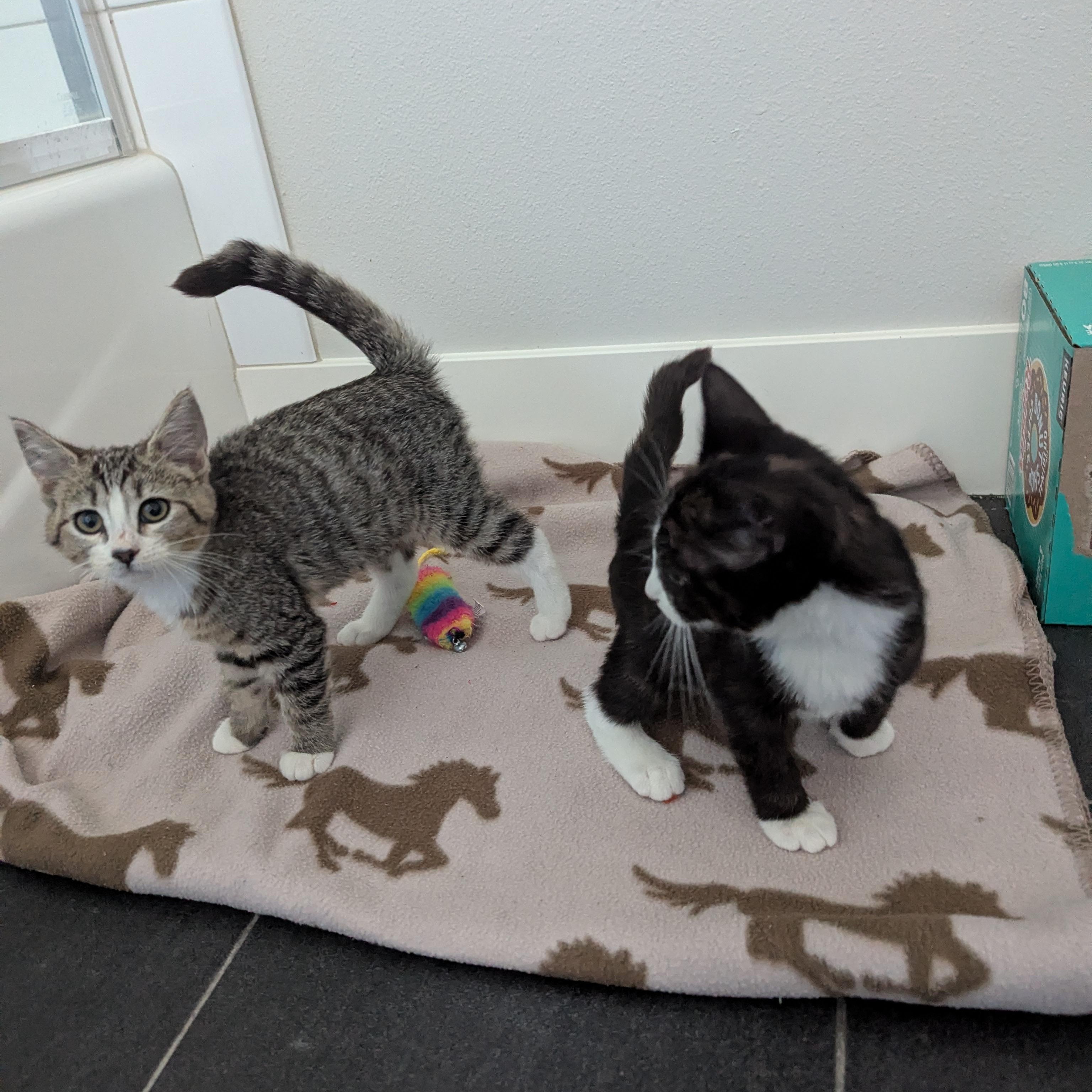Crumpet, an adoptable mixed breed in West Richland, WA image 2/6