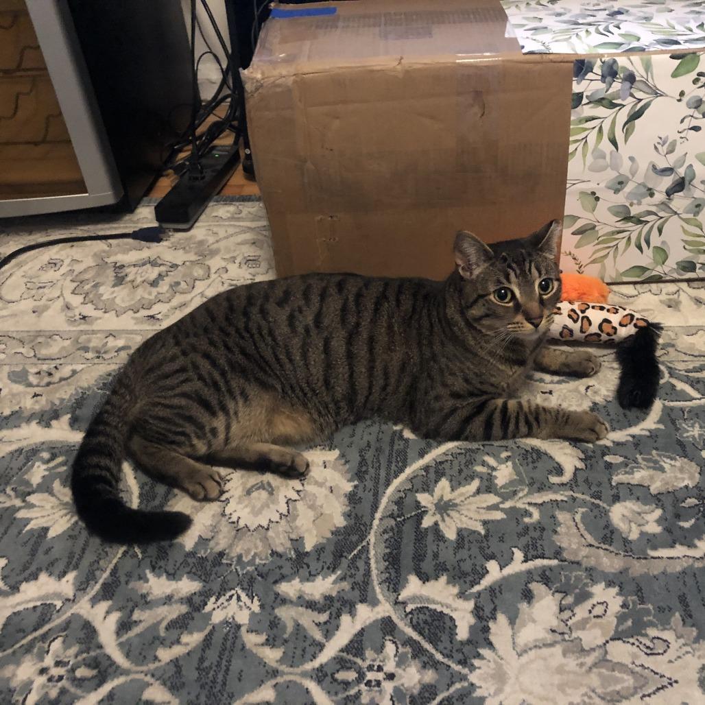 Enlarge Mini 2, a Adoptable Domestic Short Hair in Middle Village, NY image 2/6