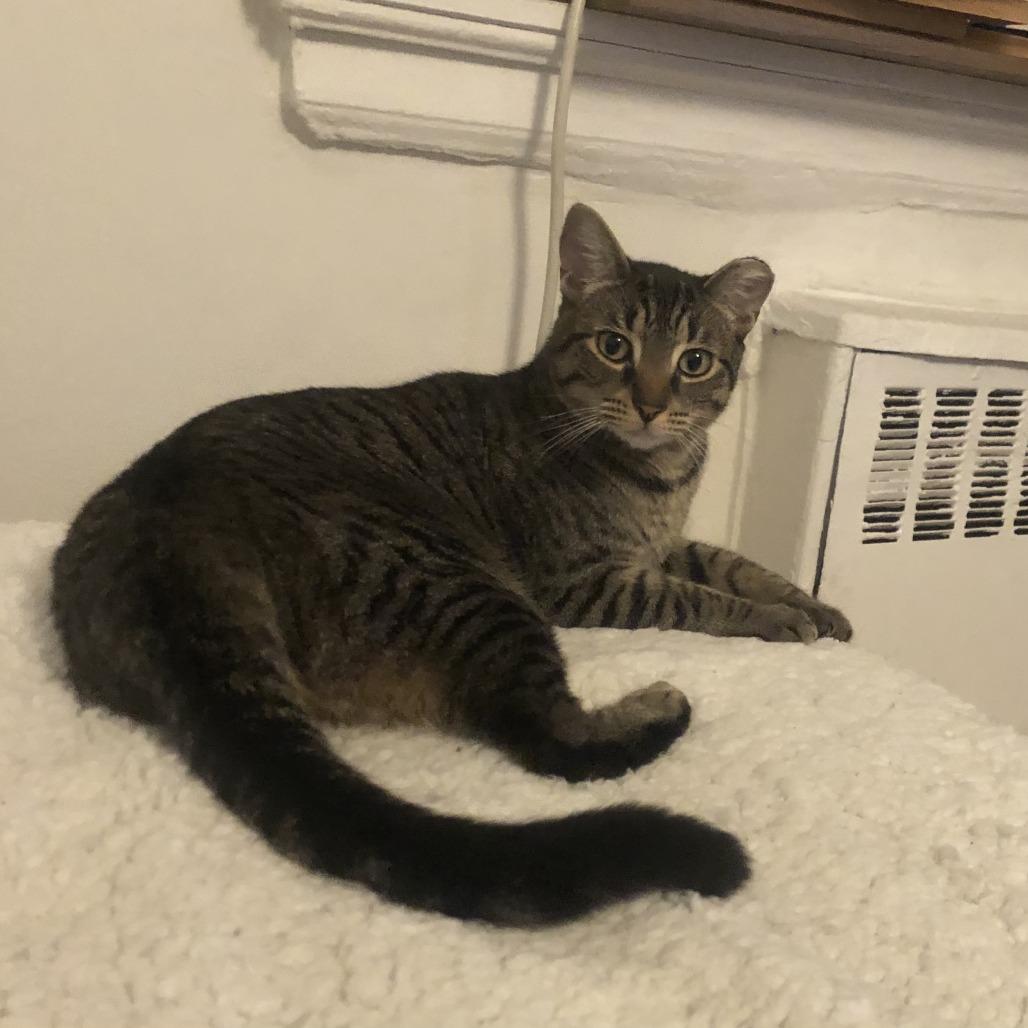 Enlarge Mini 2, a Adoptable Domestic Short Hair in Middle Village, NY image 3/6