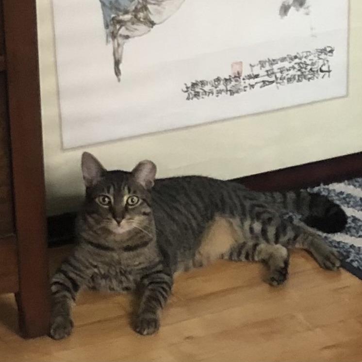 Enlarge Mini 2, a Adoptable Domestic Short Hair in Middle Village, NY image 4/6