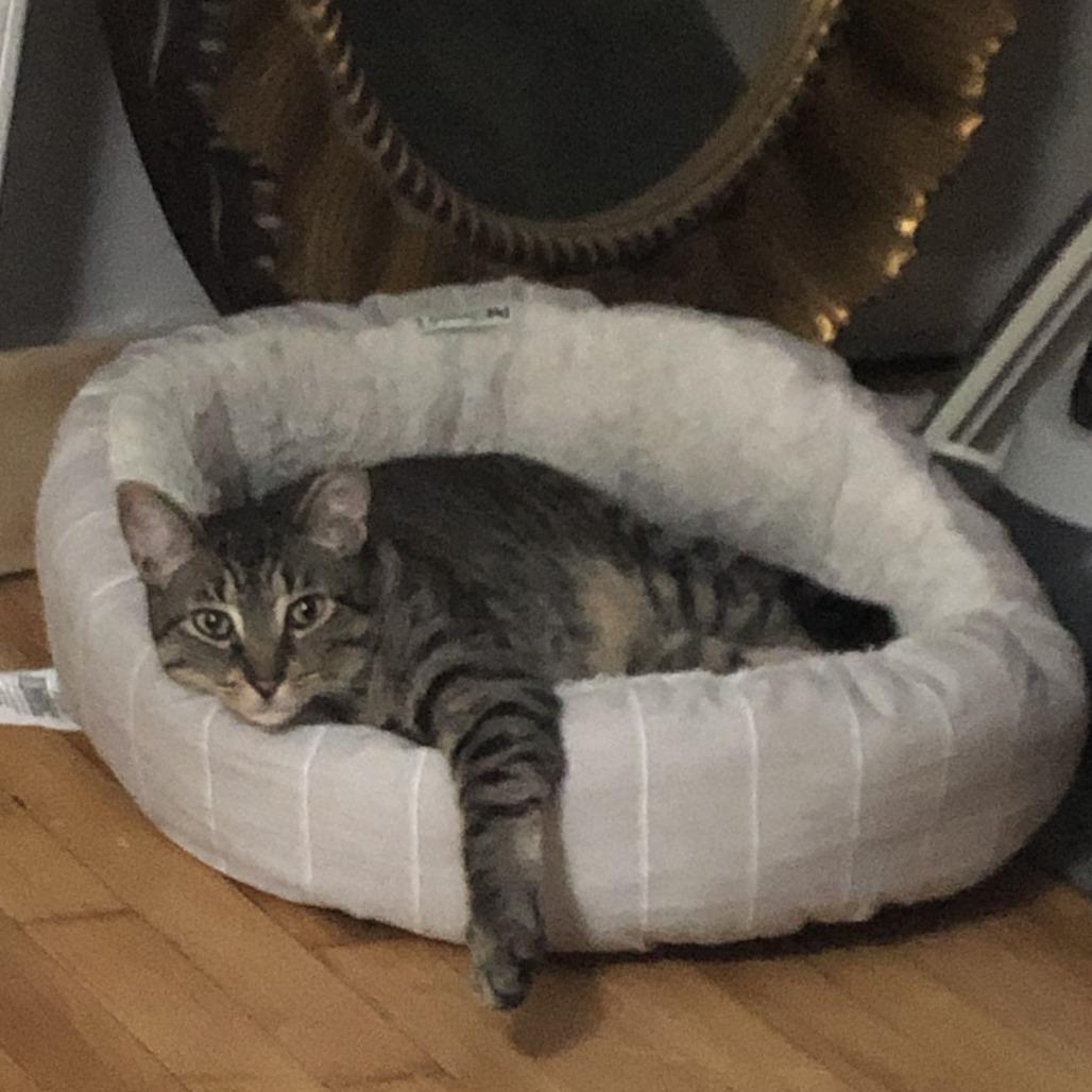 Enlarge Mini 2, a Adoptable Domestic Short Hair in Middle Village, NY image 5/6