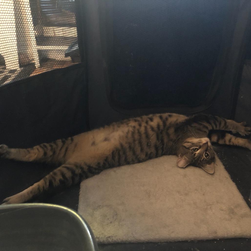 Enlarge Mini 2, a Adoptable Domestic Short Hair in Middle Village, NY image 6/6