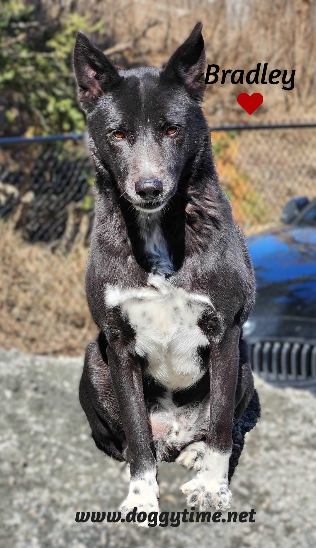 BRADLEY, Adoptable, Adult Male Border Collie & Canaan Dog.
