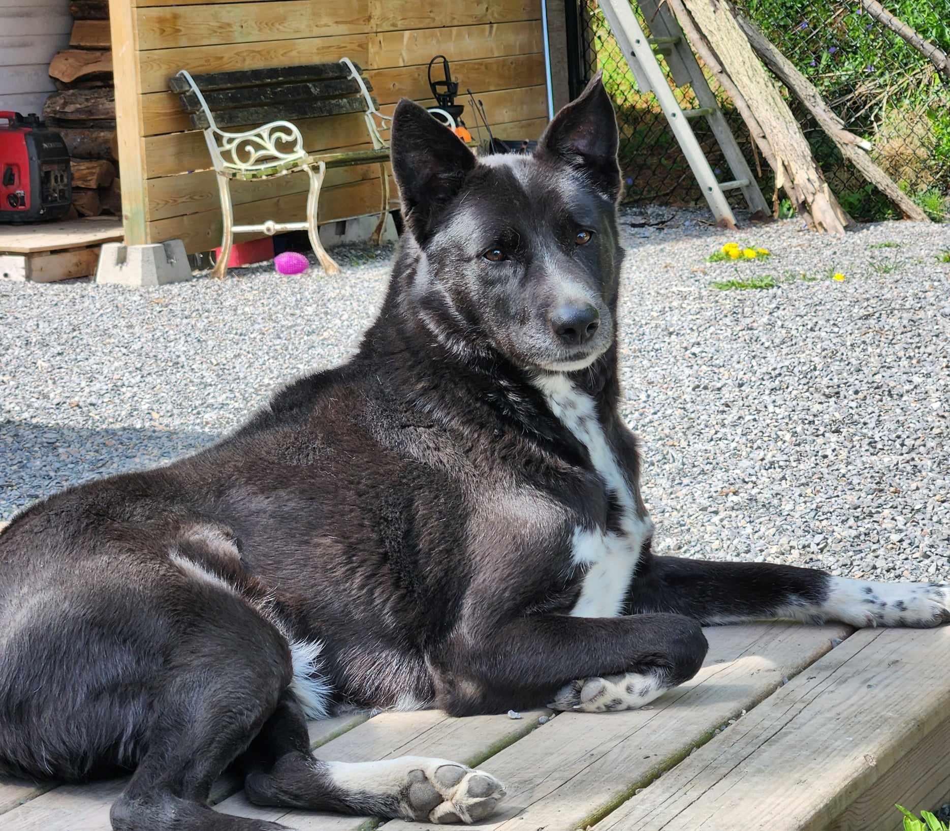 BRADLEY, a Adoptable mixed breed in Warkworth, ON image 3/5