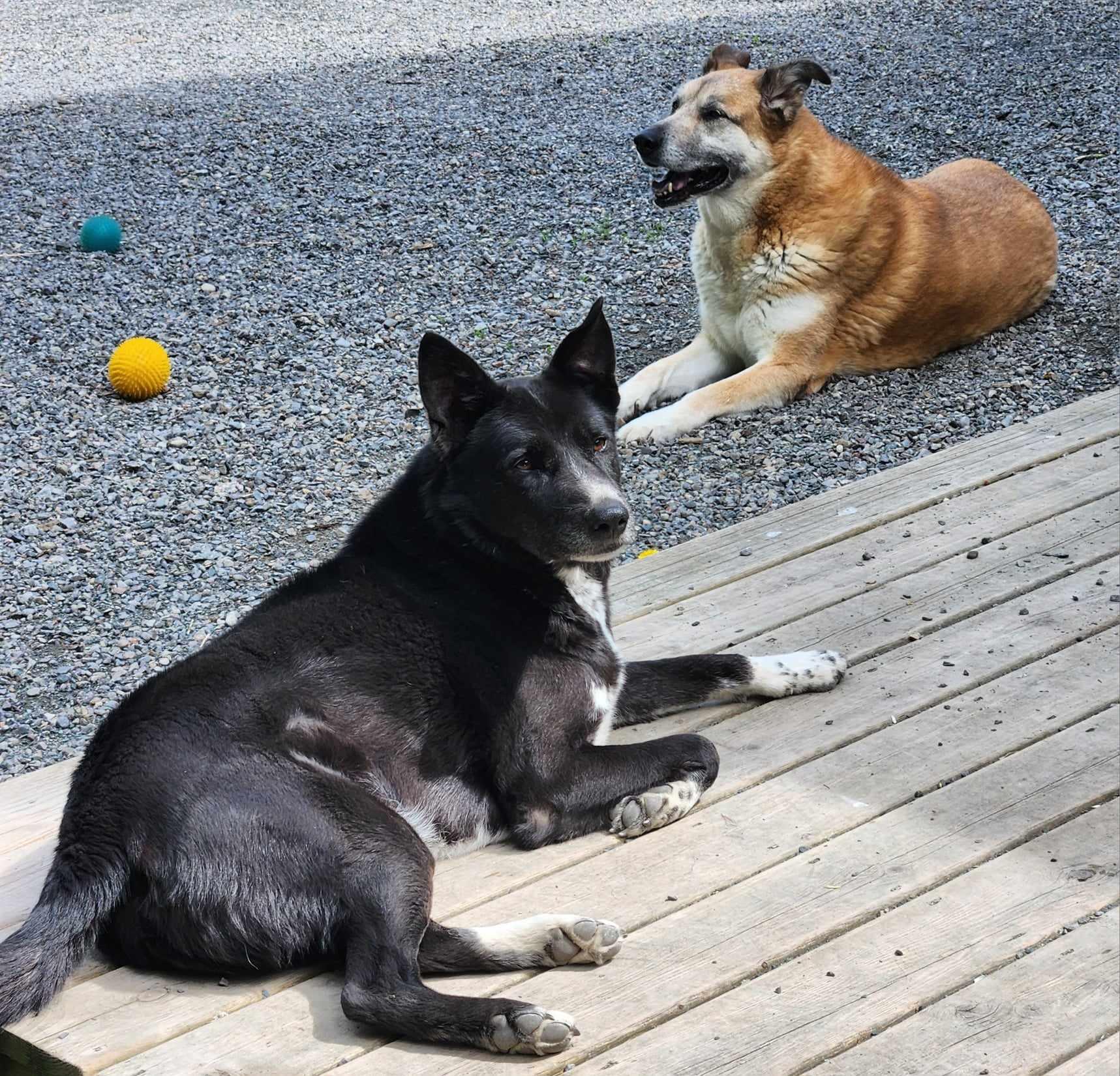 BRADLEY, a Adoptable mixed breed in Warkworth, ON image 4/5