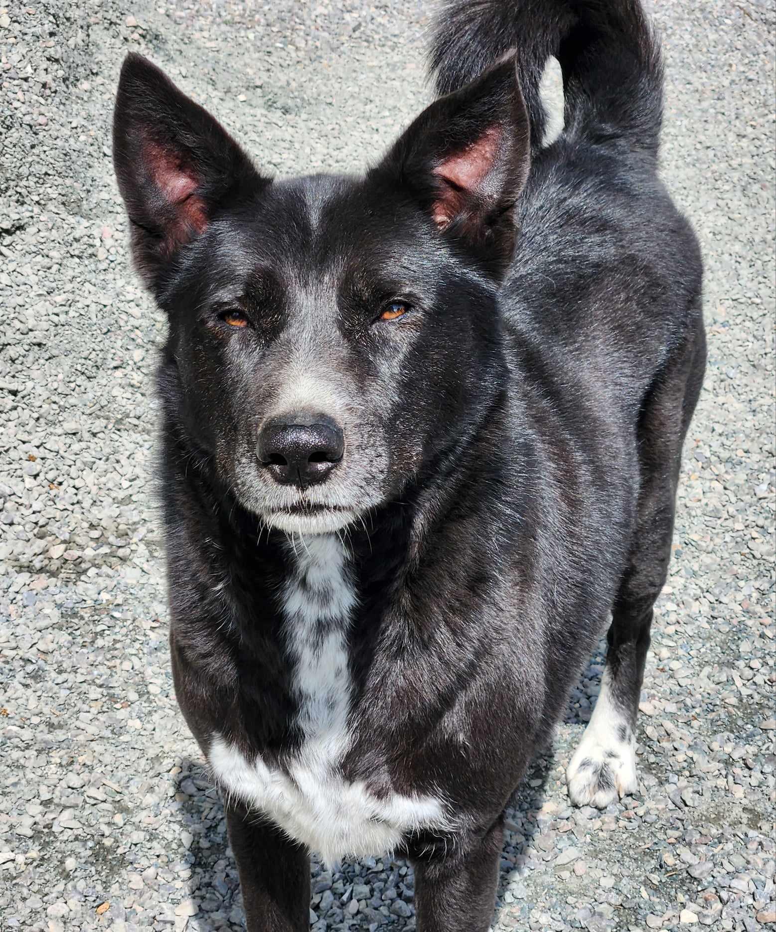 BRADLEY, Adoptable, Adult Male Border Collie & Canaan Dog.