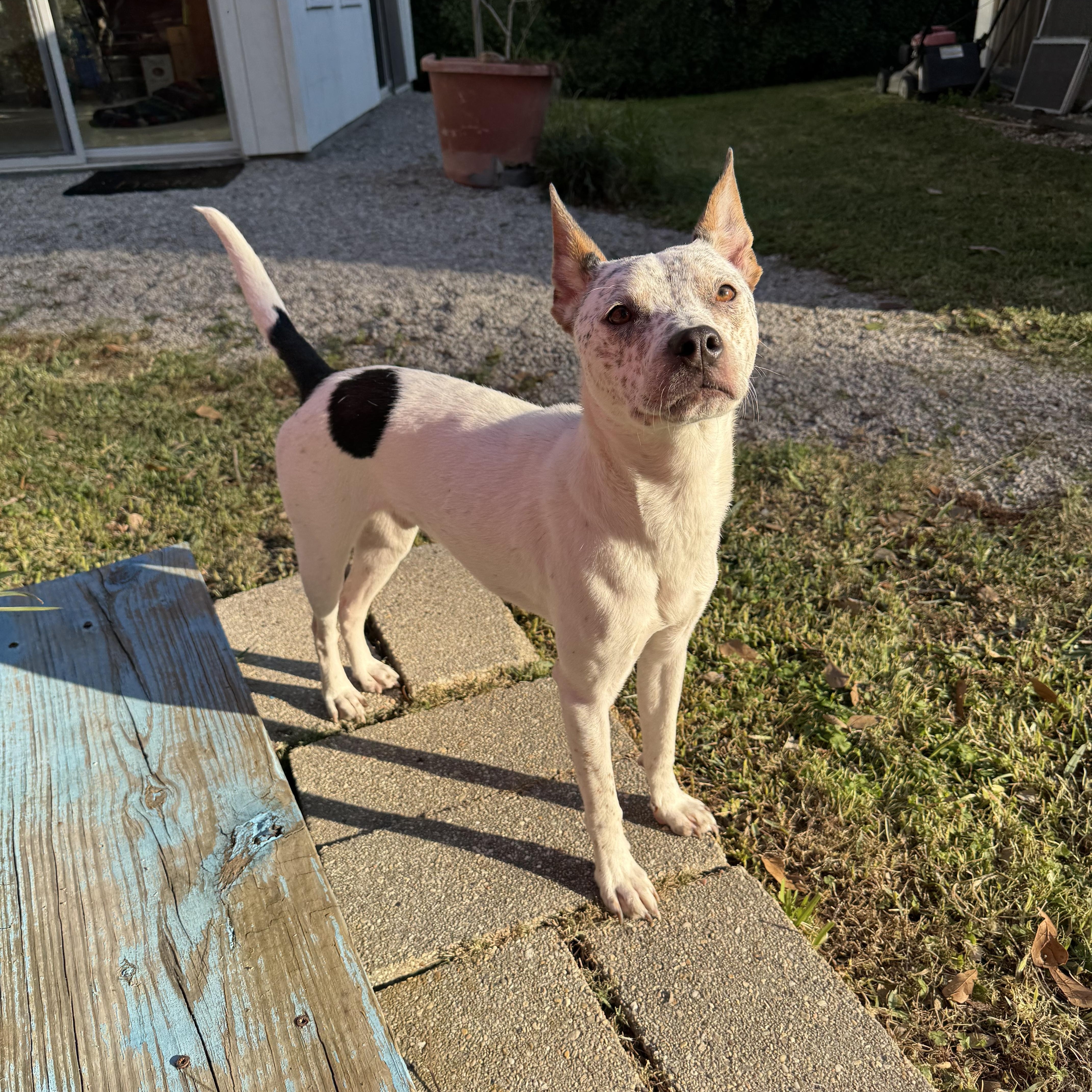 Enlarge Tex, a ADOPTABLE mixed breed in Baker, LA image 3/5