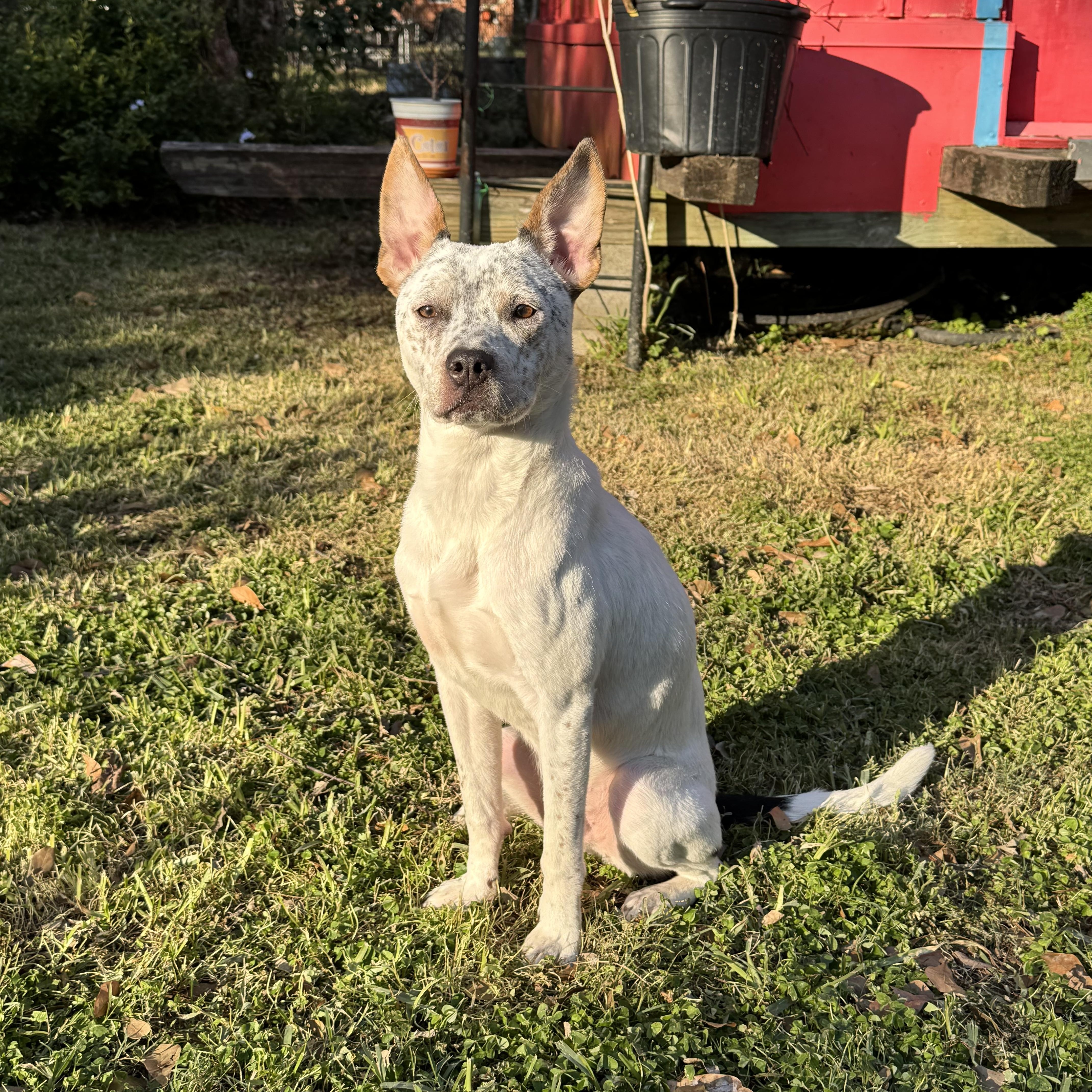 Enlarge Tex, a ADOPTABLE mixed breed in Baker, LA image 4/5