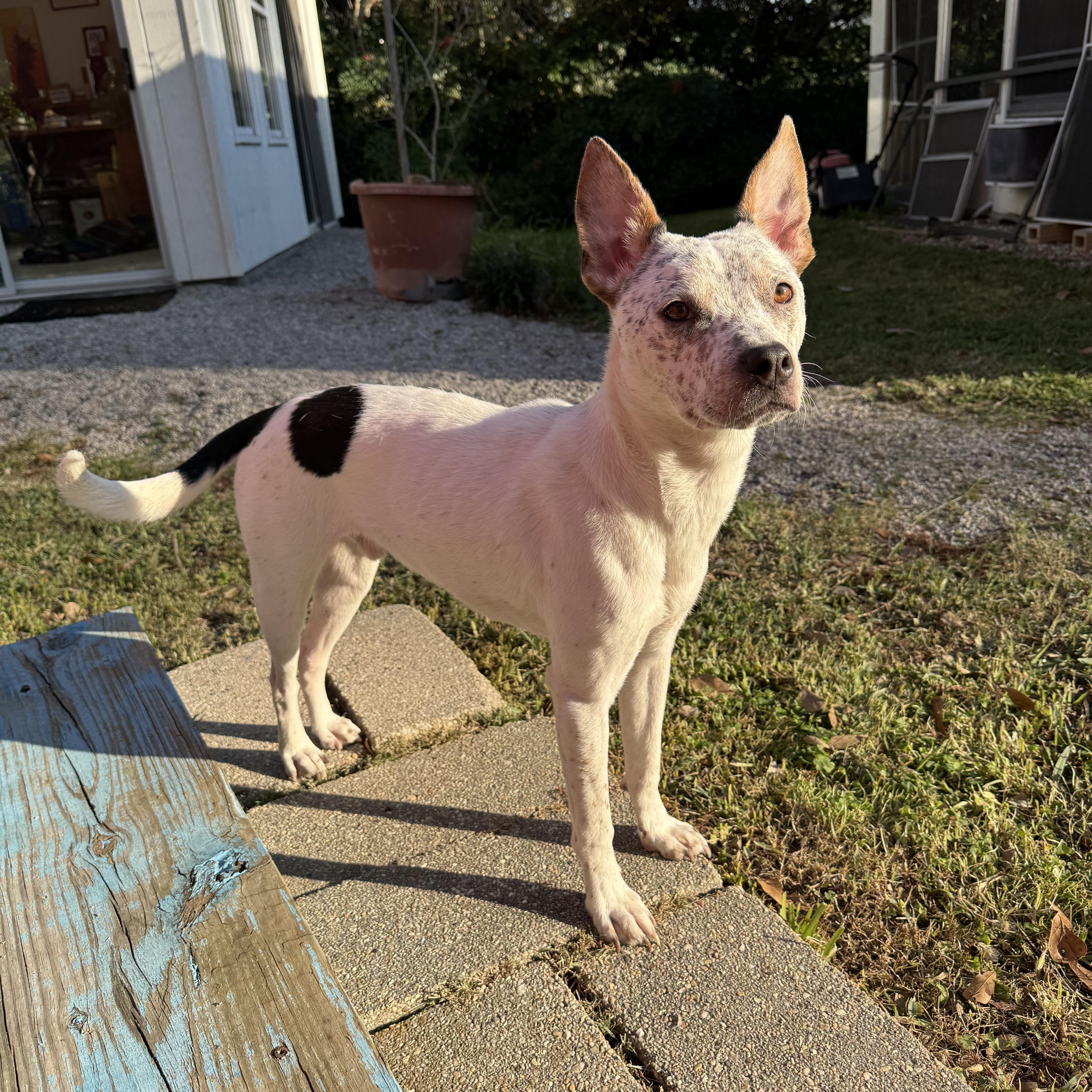 Enlarge Tex, a ADOPTABLE mixed breed in Baker, LA image 5/5