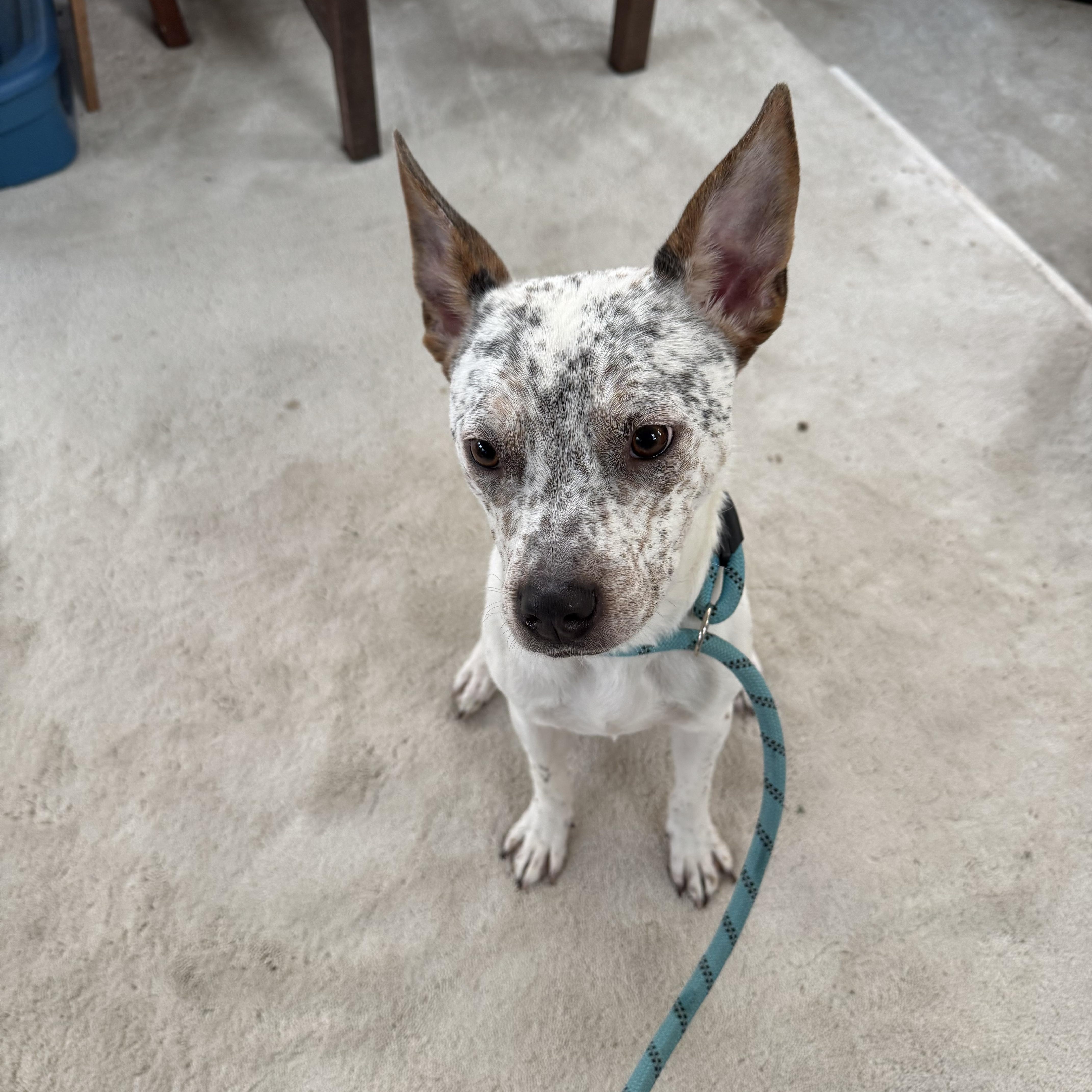 Enlarge Tex, a ADOPTABLE mixed breed in Baker, LA image 2/5