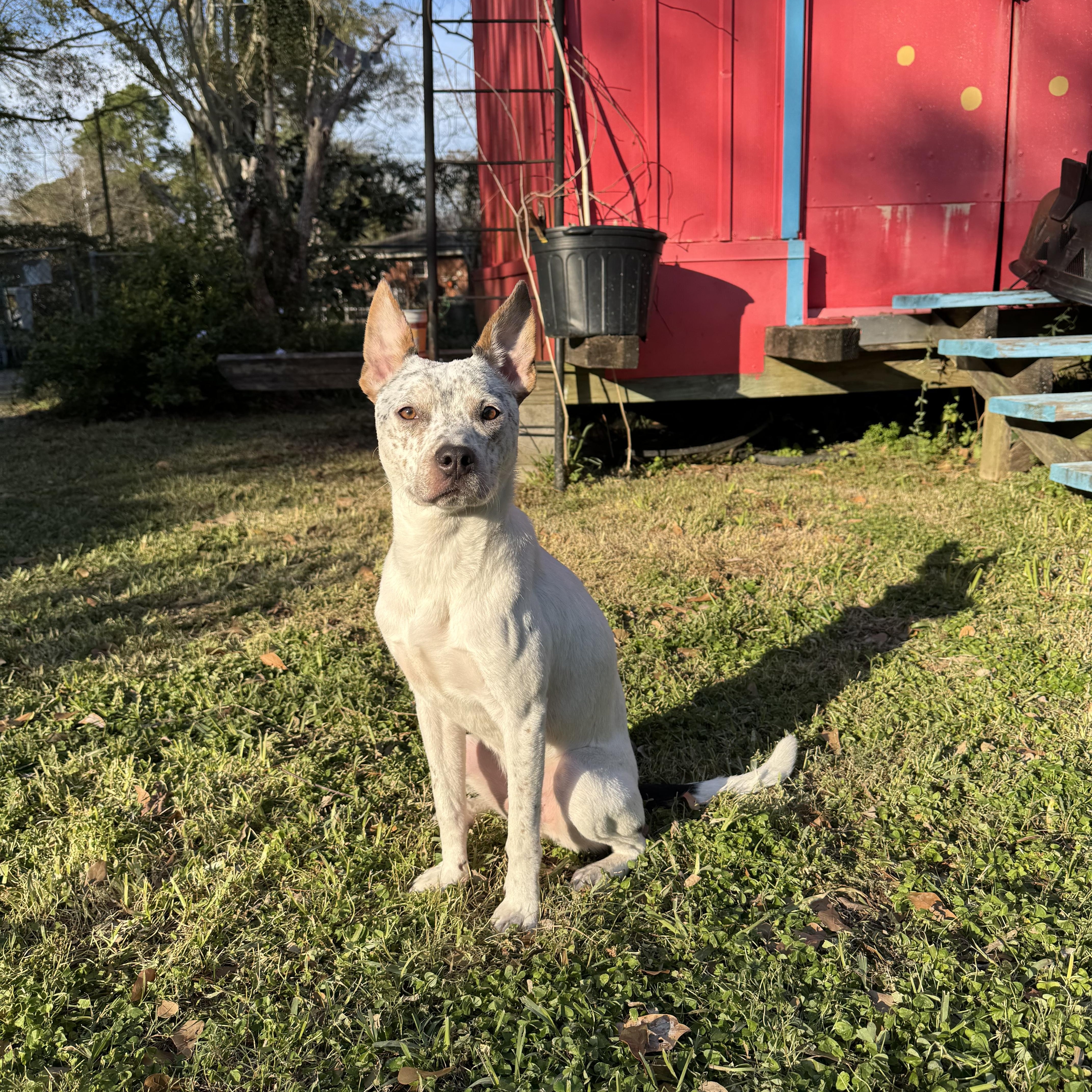 Enlarge Tex, a ADOPTABLE mixed breed in Baker, LA image 1/5