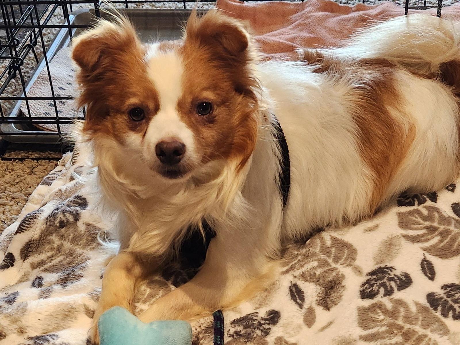 Dorito, a Adoptable mixed breed in Emmett, ID image 2/3