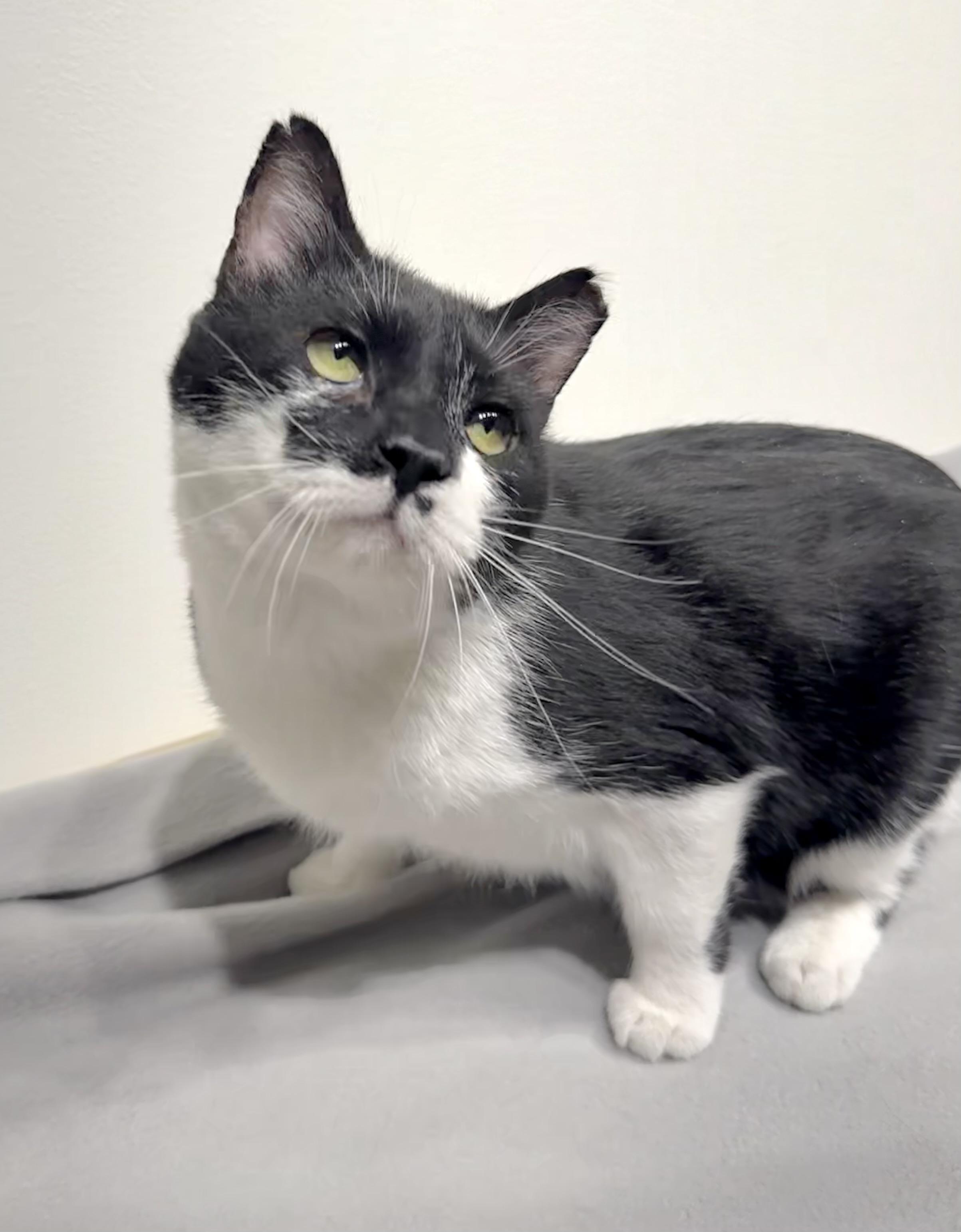 Enlarge Nick, a Adoptable Domestic Short Hair in Minneapolis, MN image 1/4