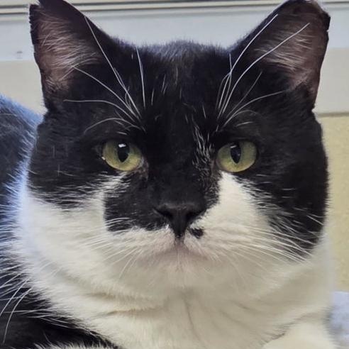 Enlarge Nick, a Adoptable Domestic Short Hair in Minneapolis, MN image 4/4