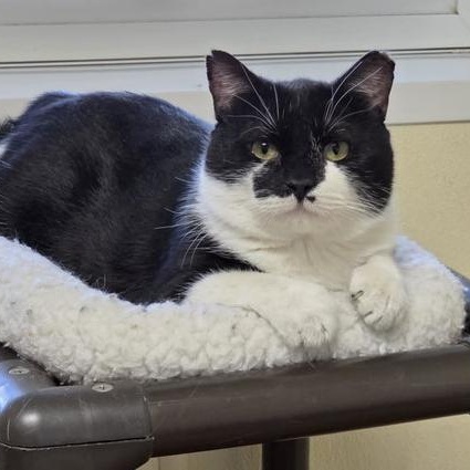 Enlarge Nick, a Adoptable Domestic Short Hair in Minneapolis, MN image 3/4