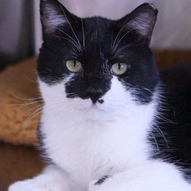 Enlarge Nick, a Adoptable Domestic Short Hair in Minneapolis, MN image 2/4