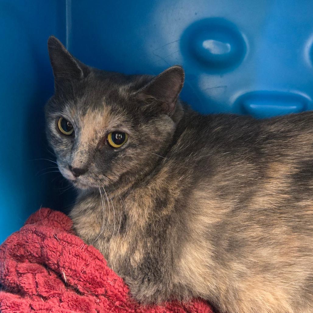 Georgie, Adoptable, Adult Female Domestic Short Hair.