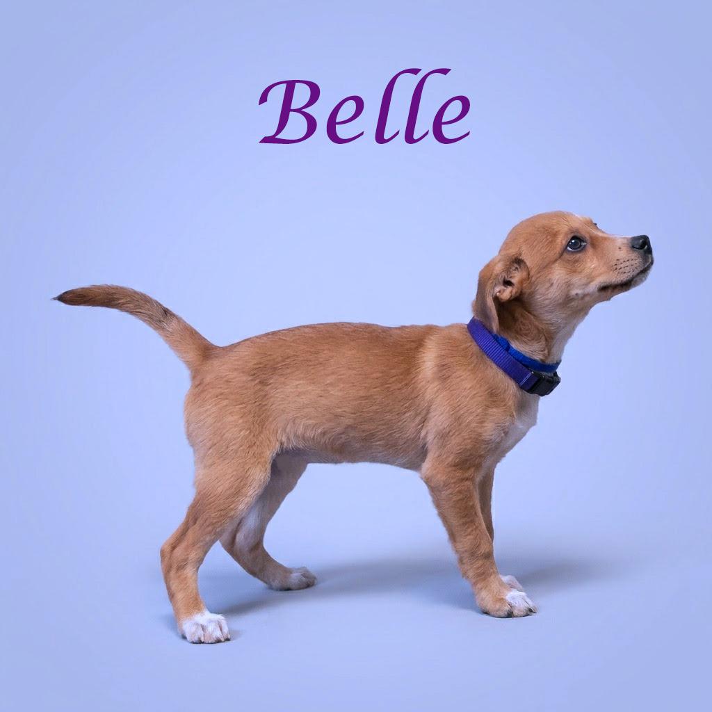 Enlarge Belle D26-084, a Adoptable mixed breed in Lebanon, TN image 1/5