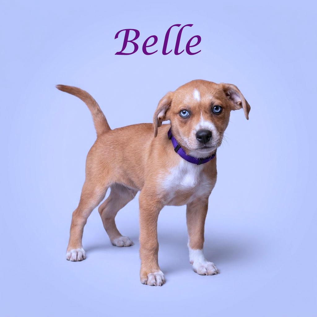 Enlarge Belle D26-084, a Adoptable mixed breed in Lebanon, TN image 2/5