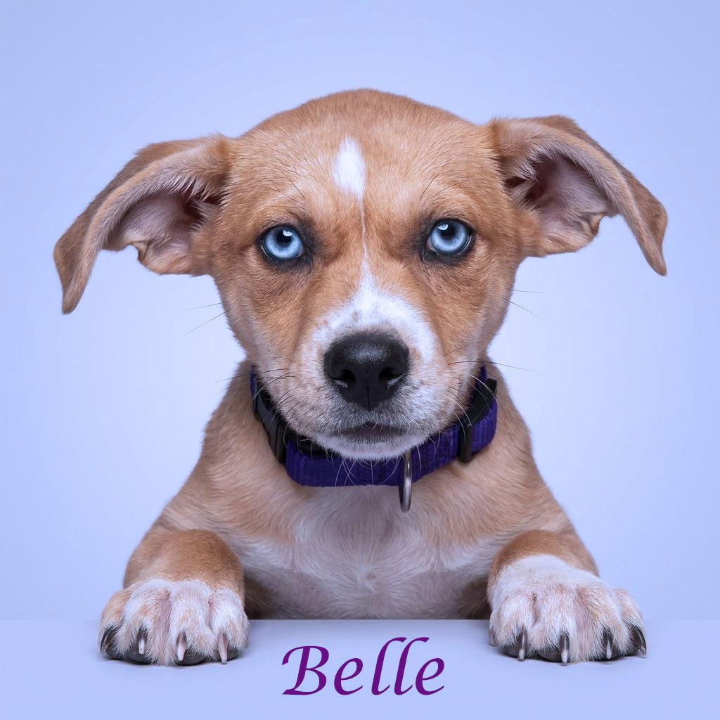 Enlarge Belle D26-084, a Adoptable mixed breed in Lebanon, TN image 4/5