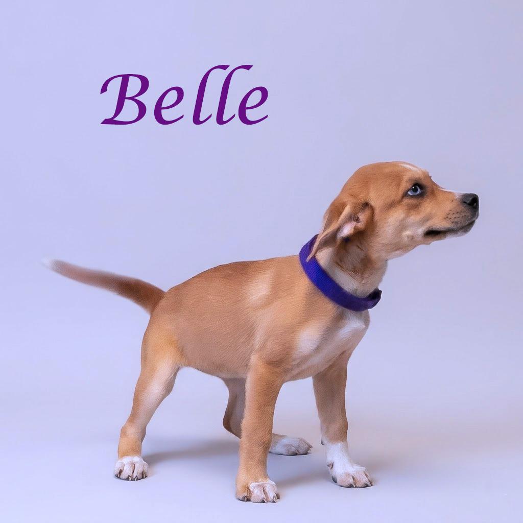 Enlarge Belle D26-084, a Adoptable mixed breed in Lebanon, TN image 5/5