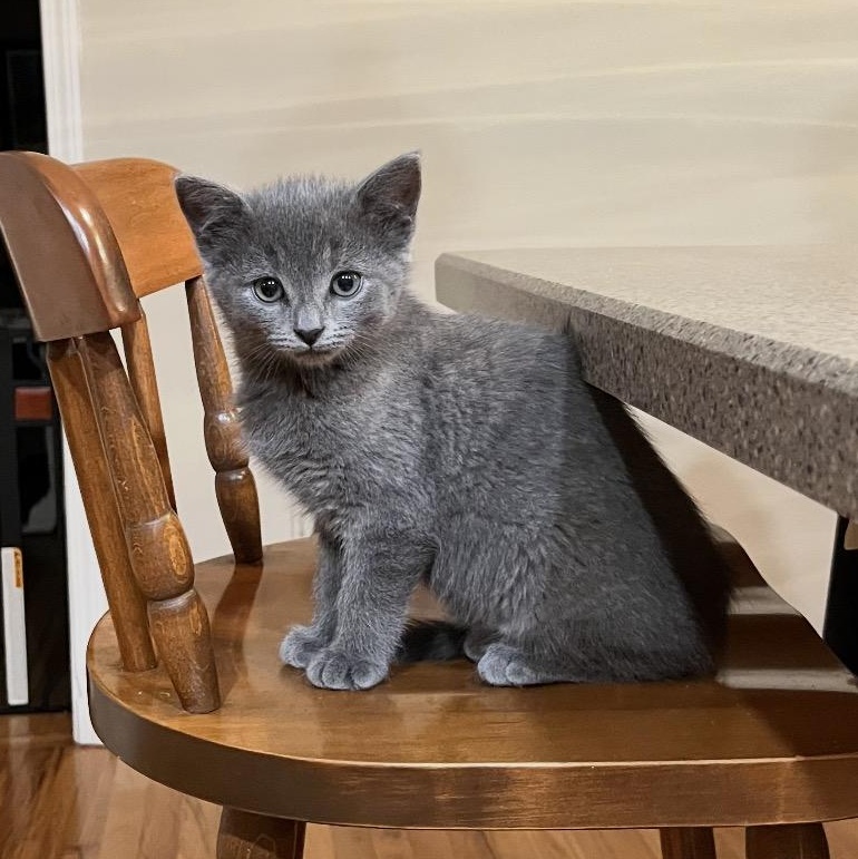 Polly, adopted, Kitten Female Domestic Short Hair.