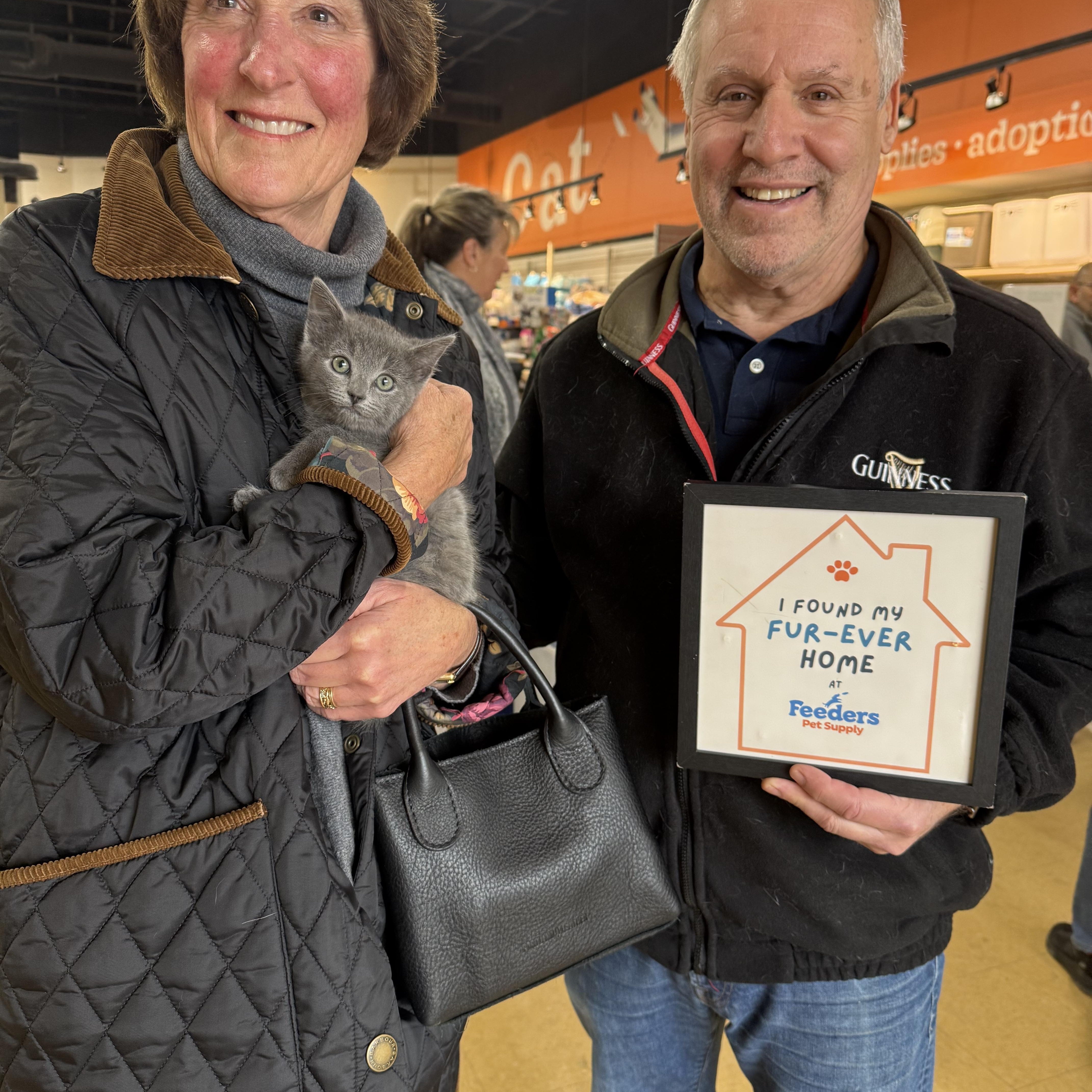 Polly, an adopted Domestic Short Hair in Louisville, KY image 2/2