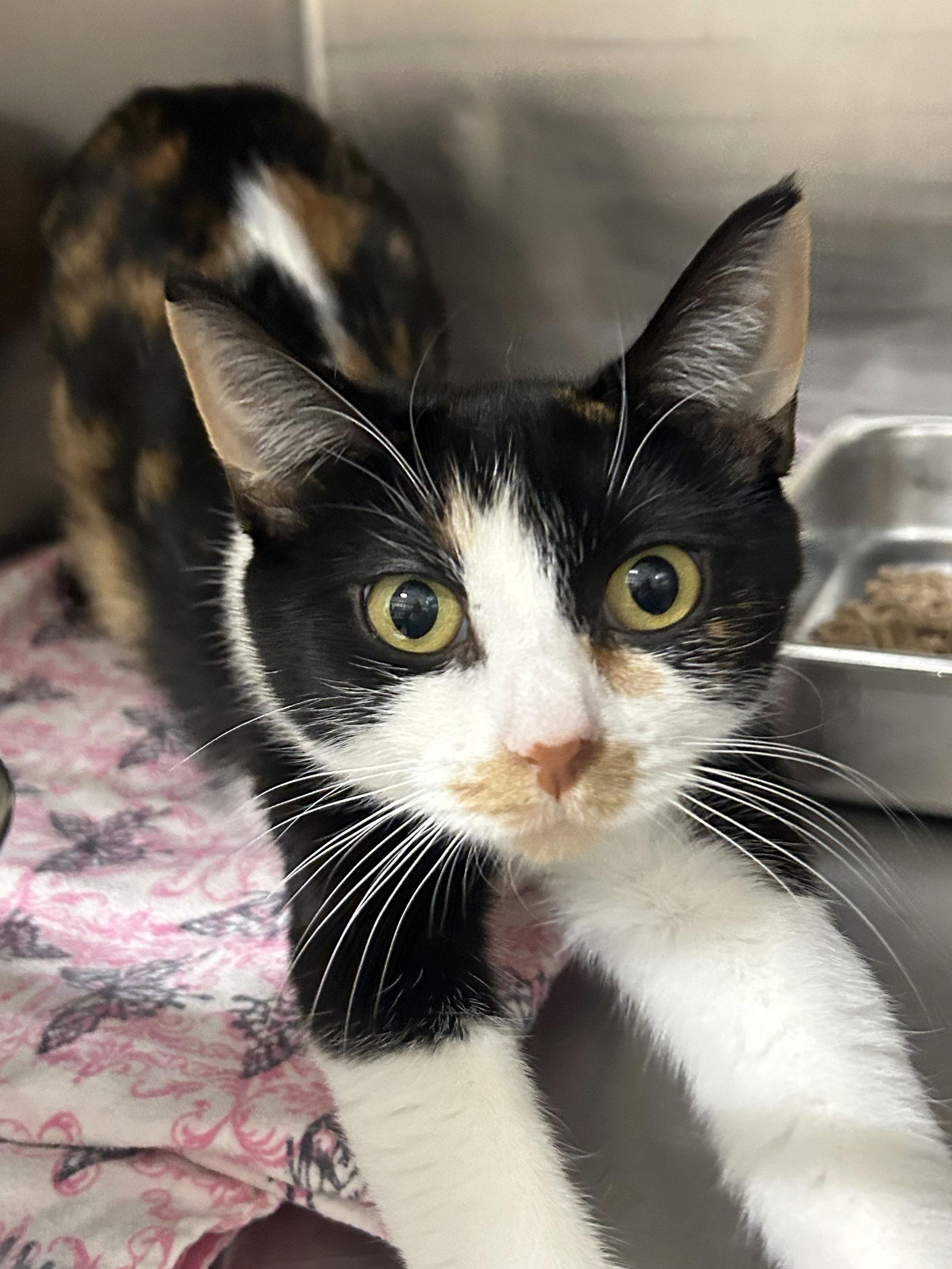 Pepper, Adoptable, Adult Female Domestic Short Hair.