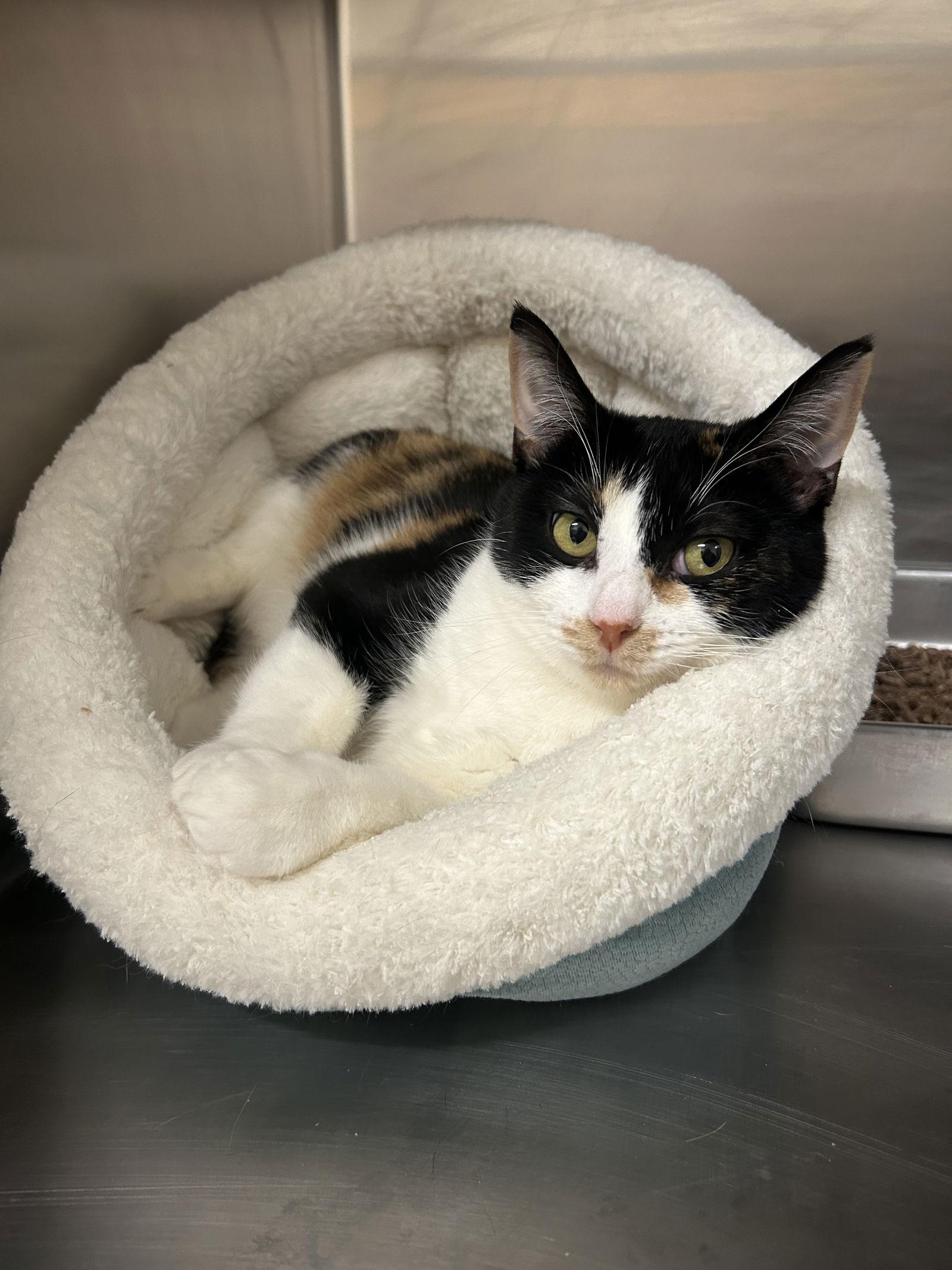 Enlarge Pepper, a Adoptable Domestic Short Hair in Arlington, VT image 2/3