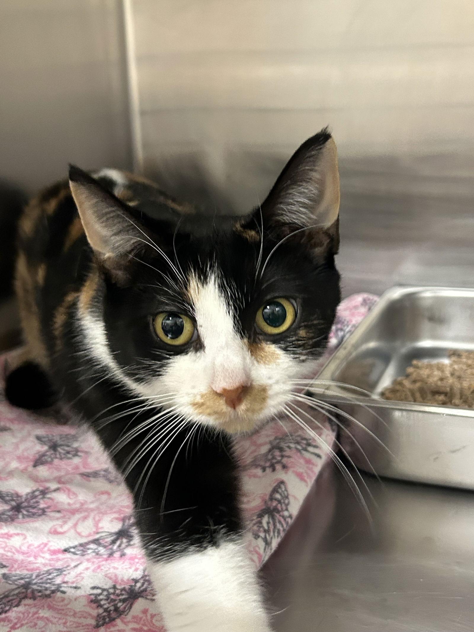 Enlarge Pepper, a Adoptable Domestic Short Hair in Arlington, VT image 2/2