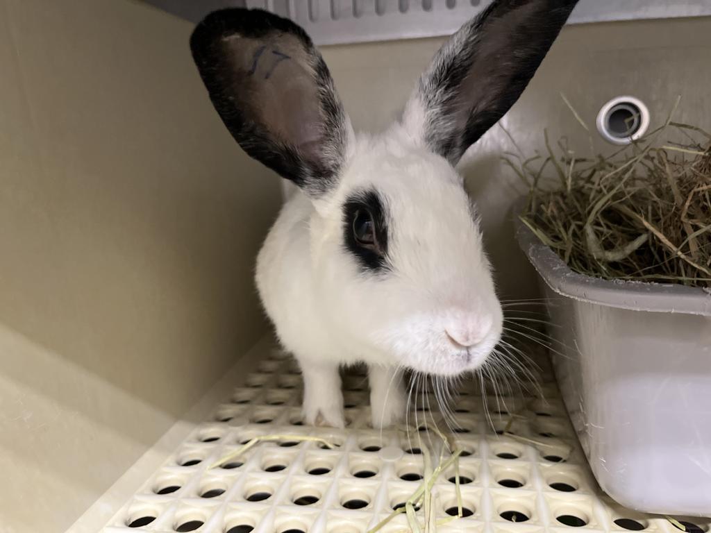 Aldi, Adoptable, Young Female English Spot.