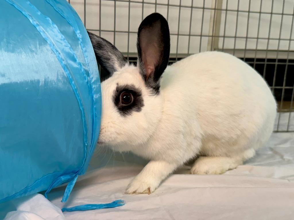 Enlarge Aldi, a Adoptable English Spot in Pflugerville, TX image 1/6