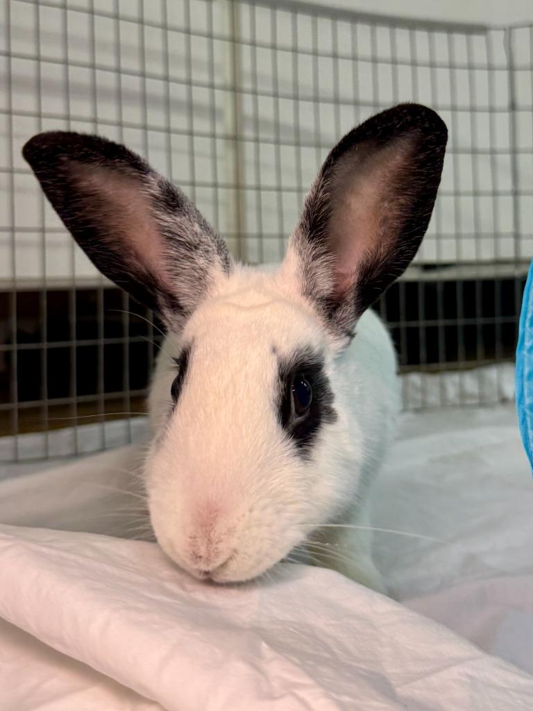 Enlarge Aldi, a Adoptable English Spot in Pflugerville, TX image 2/6