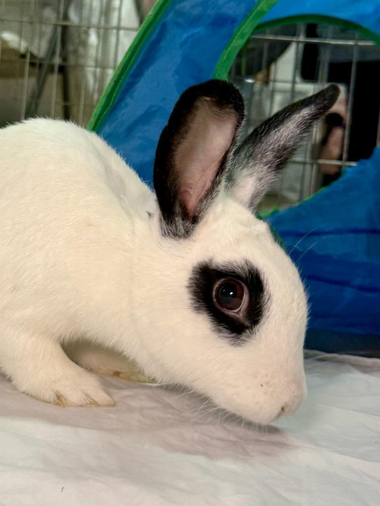 Enlarge Aldi, a Adoptable English Spot in Pflugerville, TX image 3/6