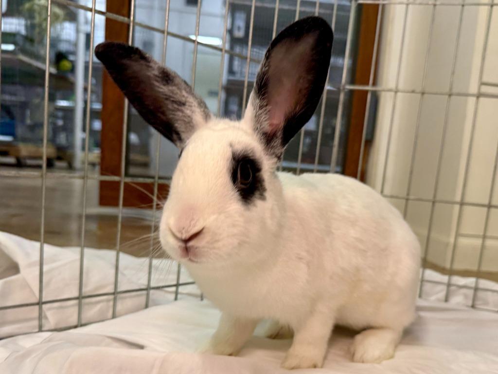 Enlarge Aldi, a Adoptable English Spot in Pflugerville, TX image 4/6