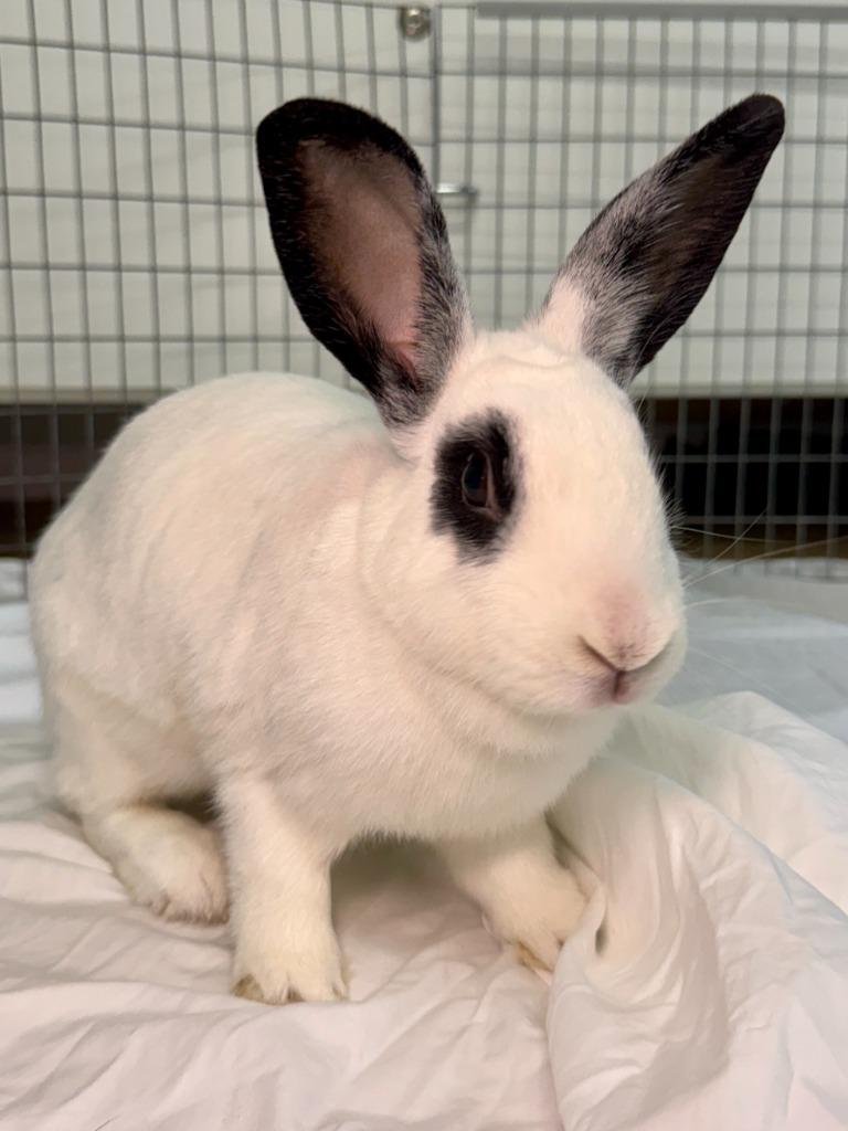 Enlarge Aldi, a Adoptable English Spot in Pflugerville, TX image 5/6