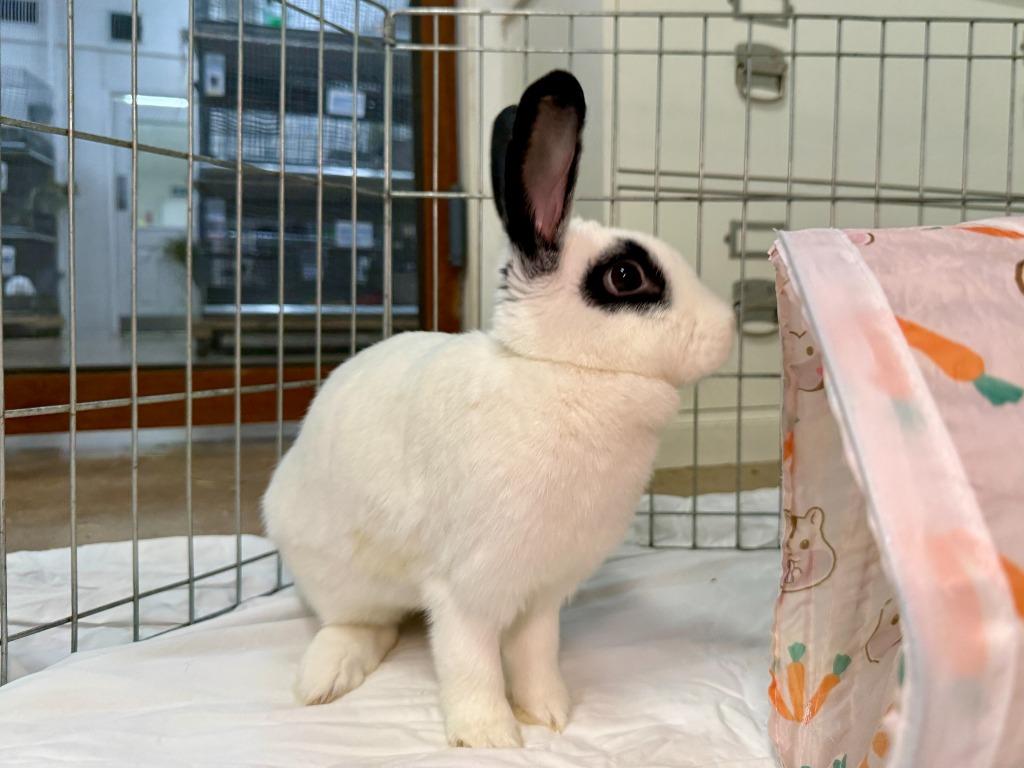 Enlarge Aldi, a Adoptable English Spot in Pflugerville, TX image 6/6