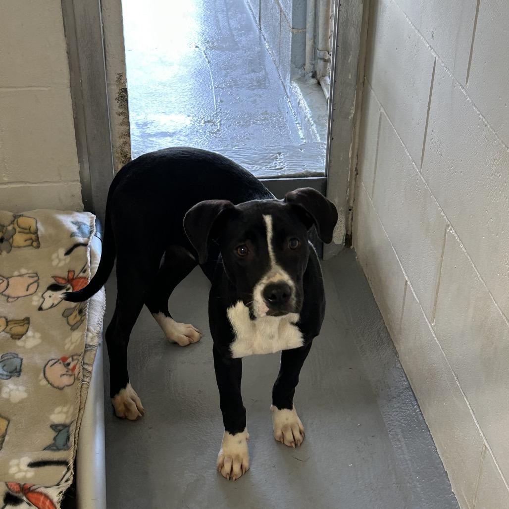 Star, Adoptable, Adult Female Pit Bull Terrier & Boxer.